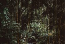 Nature maronne et libération du monde