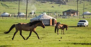 chevaux mongoles