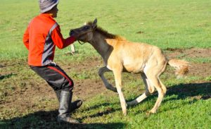 eleveur de chevaux en mongolie