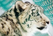 Pour un nouvel animalisme