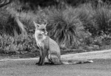 Réensauvagements : vers une conception écologique et relationnelle de la santé