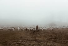 Retour sur le passe vaccinal et son monde