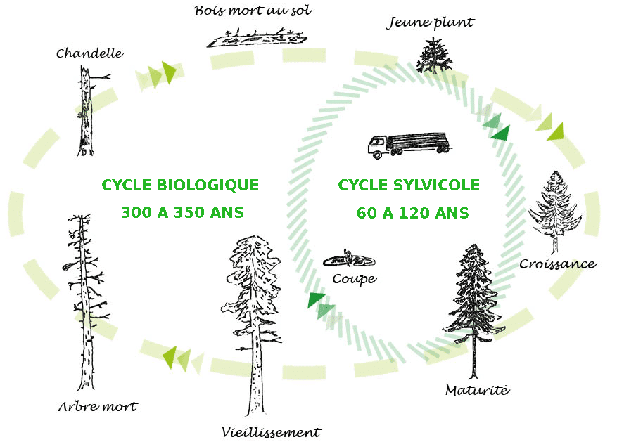 schéma du cylcle sylvicole