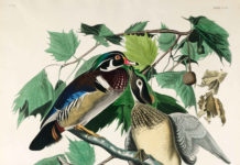 Voir la nature comme un·e naturaliste : une contre-histoire de la modernité