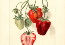 Les deux piliers de l’écosocialisme démocratique