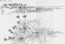 Devant l’anéantissement du vivant, des naturalistes entrent en rébellion