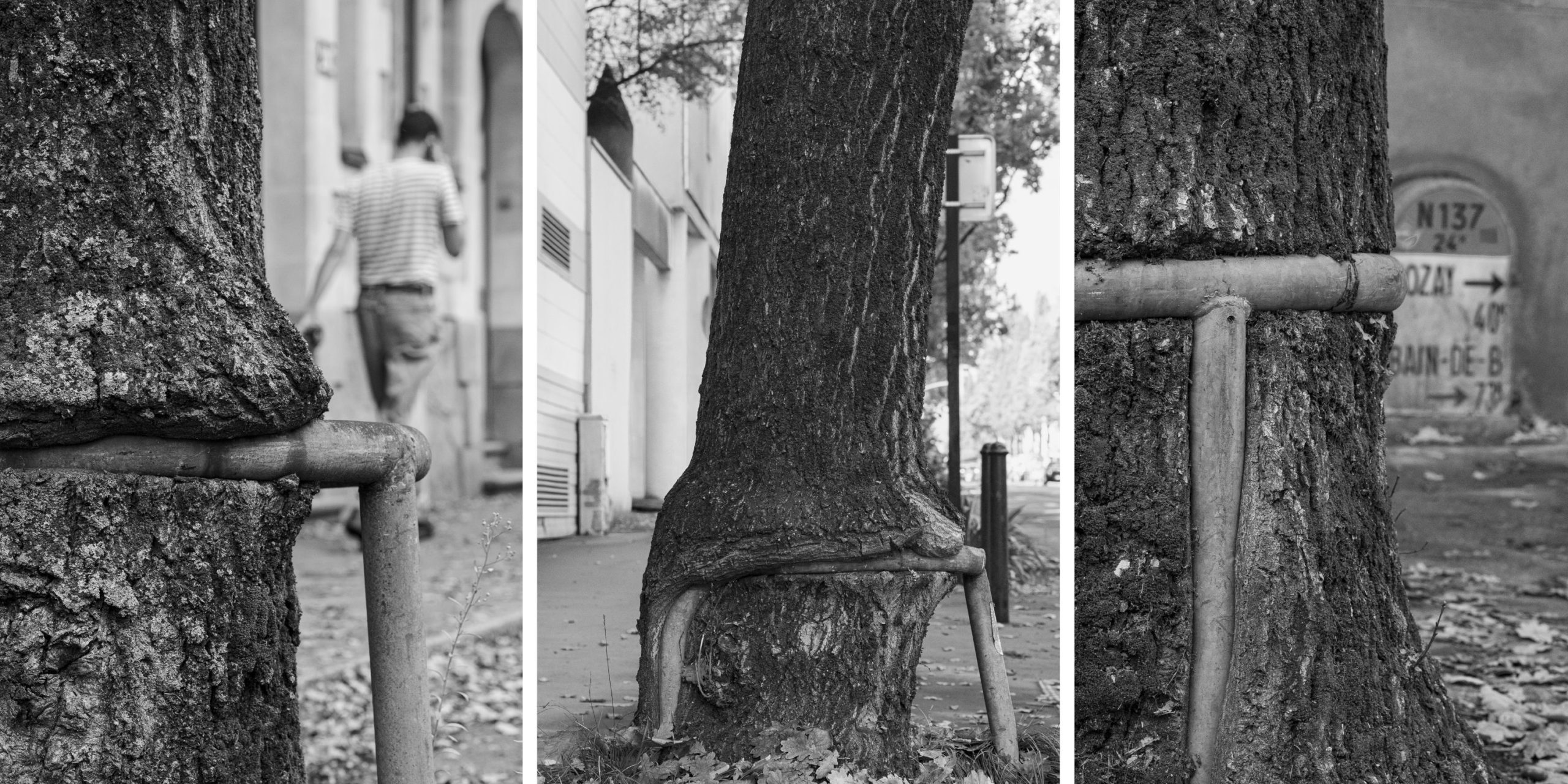 Trois arbres poussant autour d'une barre métallique dans une rue de Nantes.