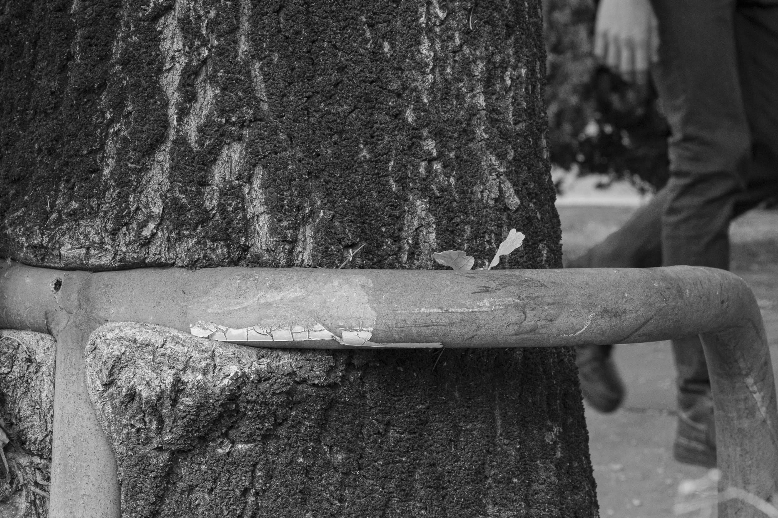 Un arbre poussant autour d'une barre métallique dans une rue de Nantes.