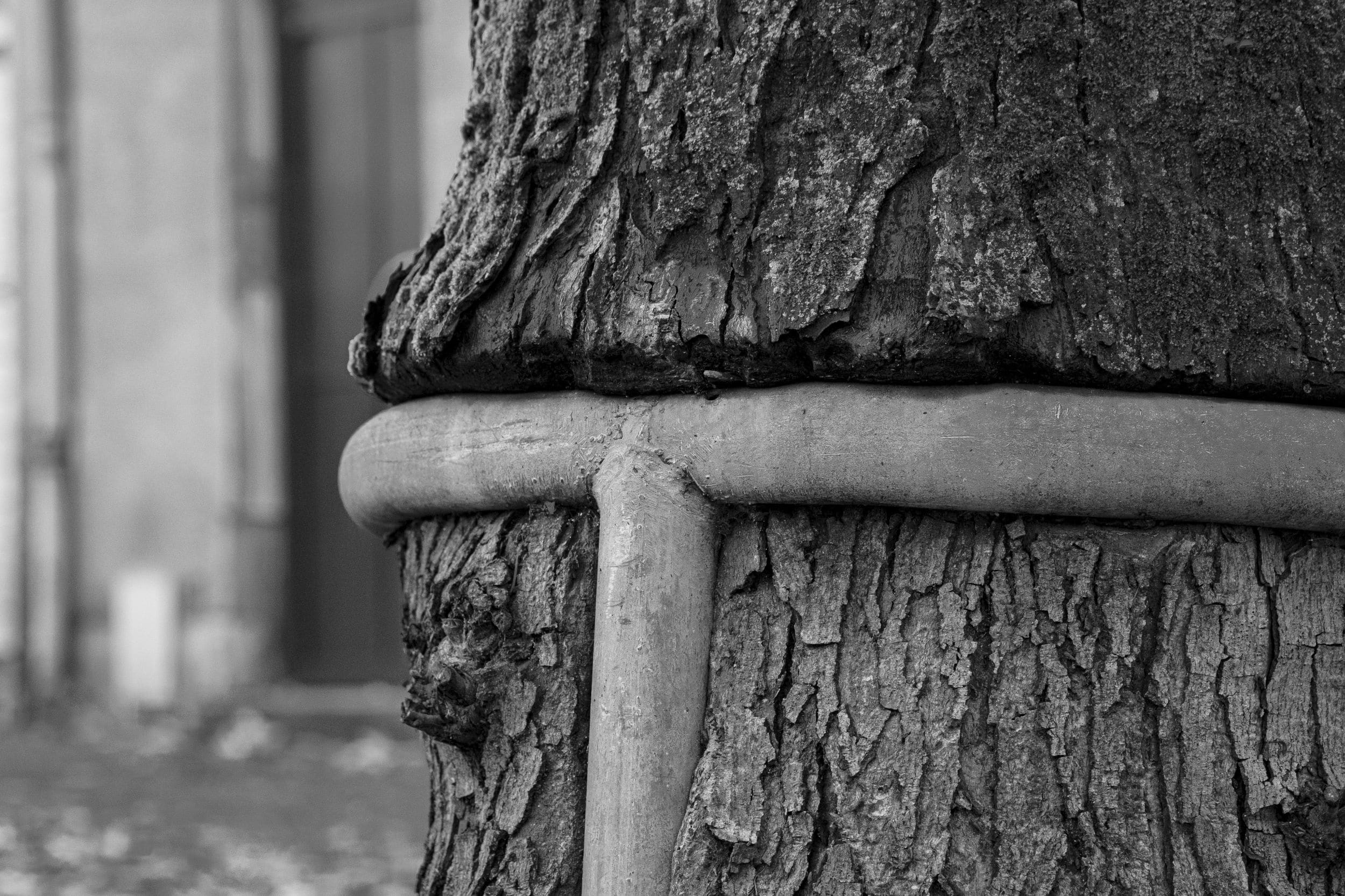 Un arbre poussant autour d'une barre métallique dans une rue de Nantes.