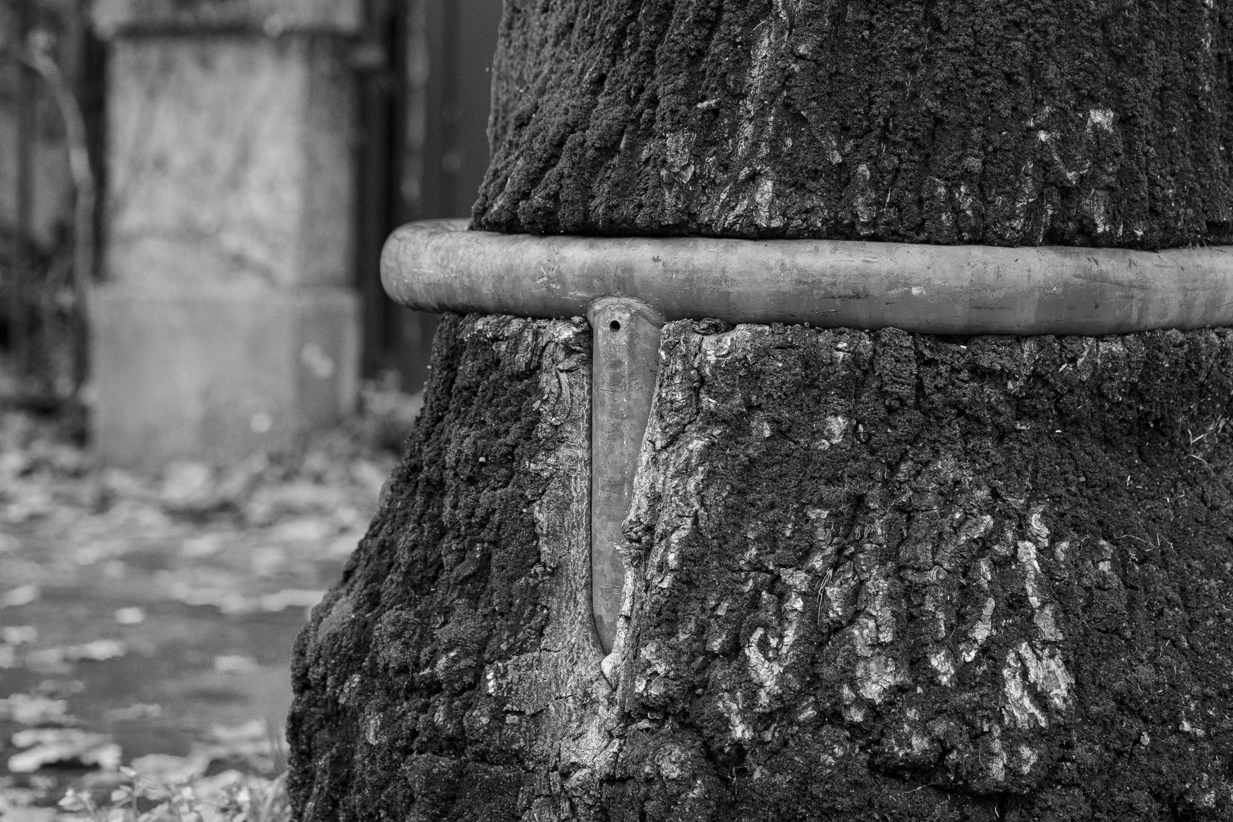 Un arbre poussant autour d'une barre métallique dans une rue de Nantes.