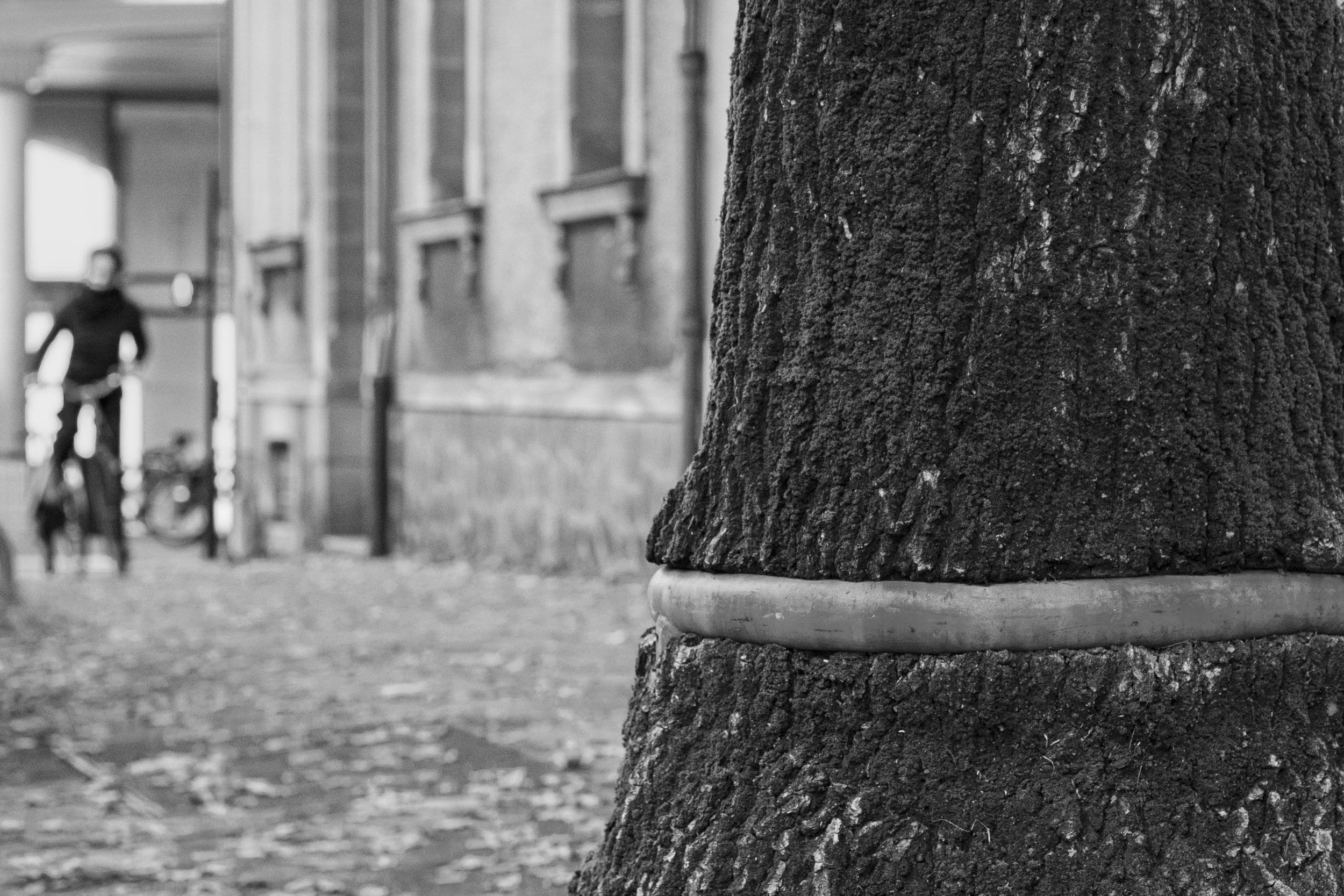 Un arbre poussant autour d'une barre métallique dans une rue de Nantes.