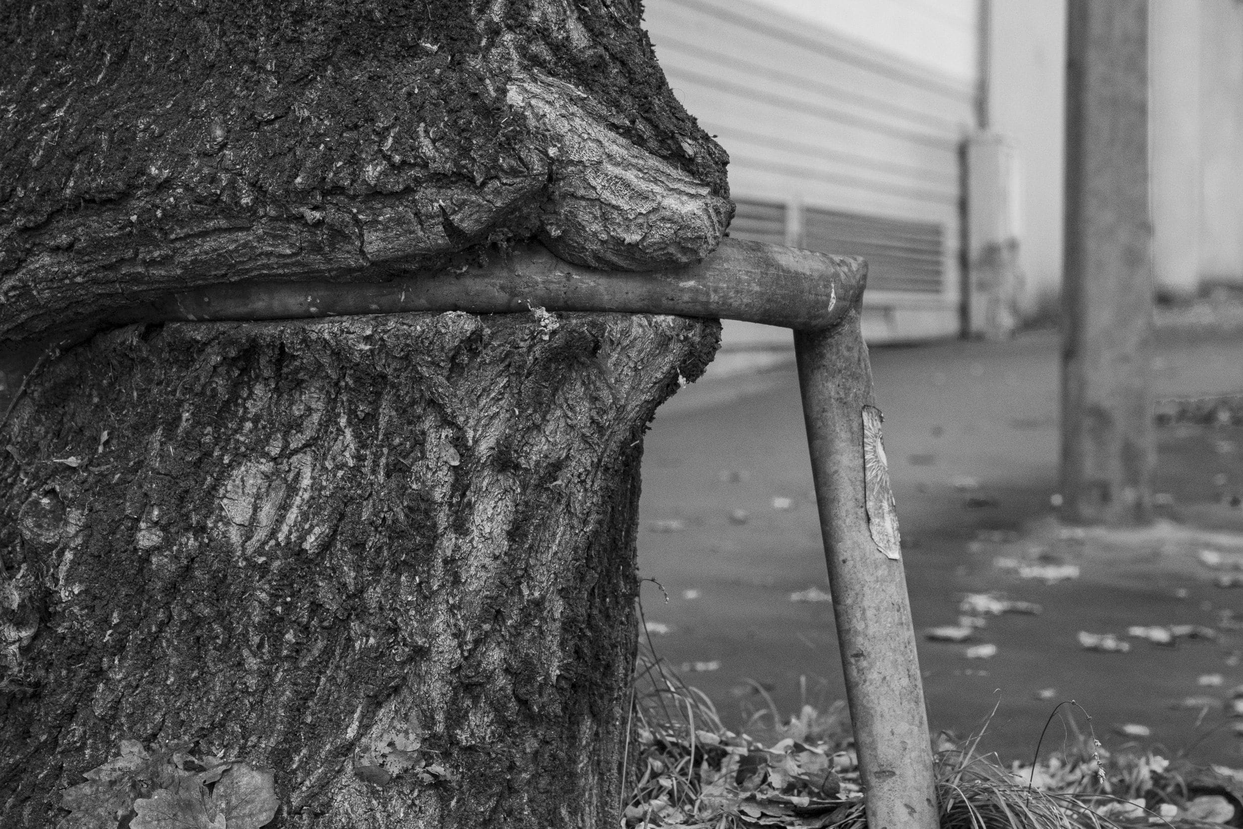 Un arbre poussant autour d'une barre métallique dans une rue de Nantes.