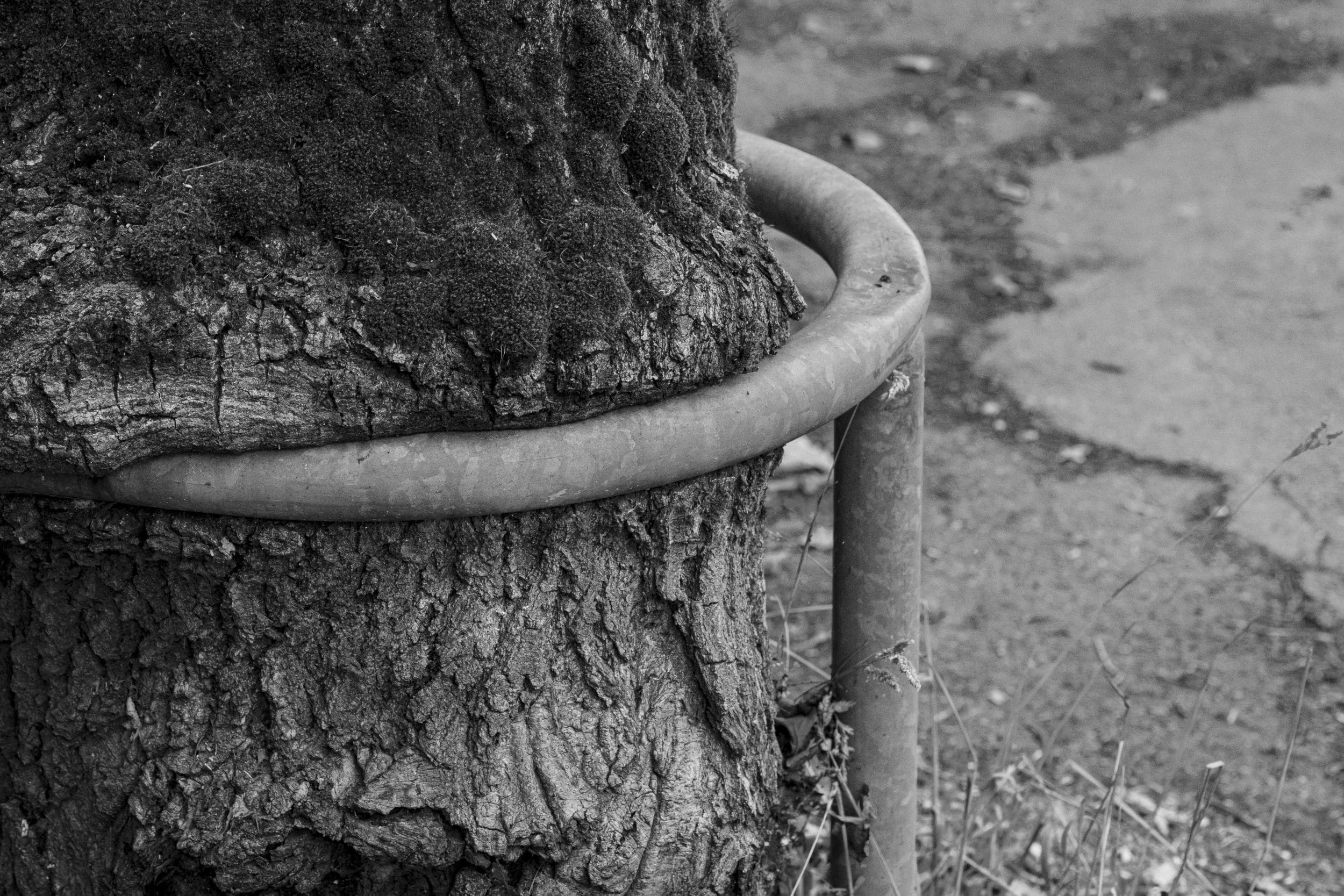 Un arbre poussant autour d'une barre métallique dans une rue de Nantes.