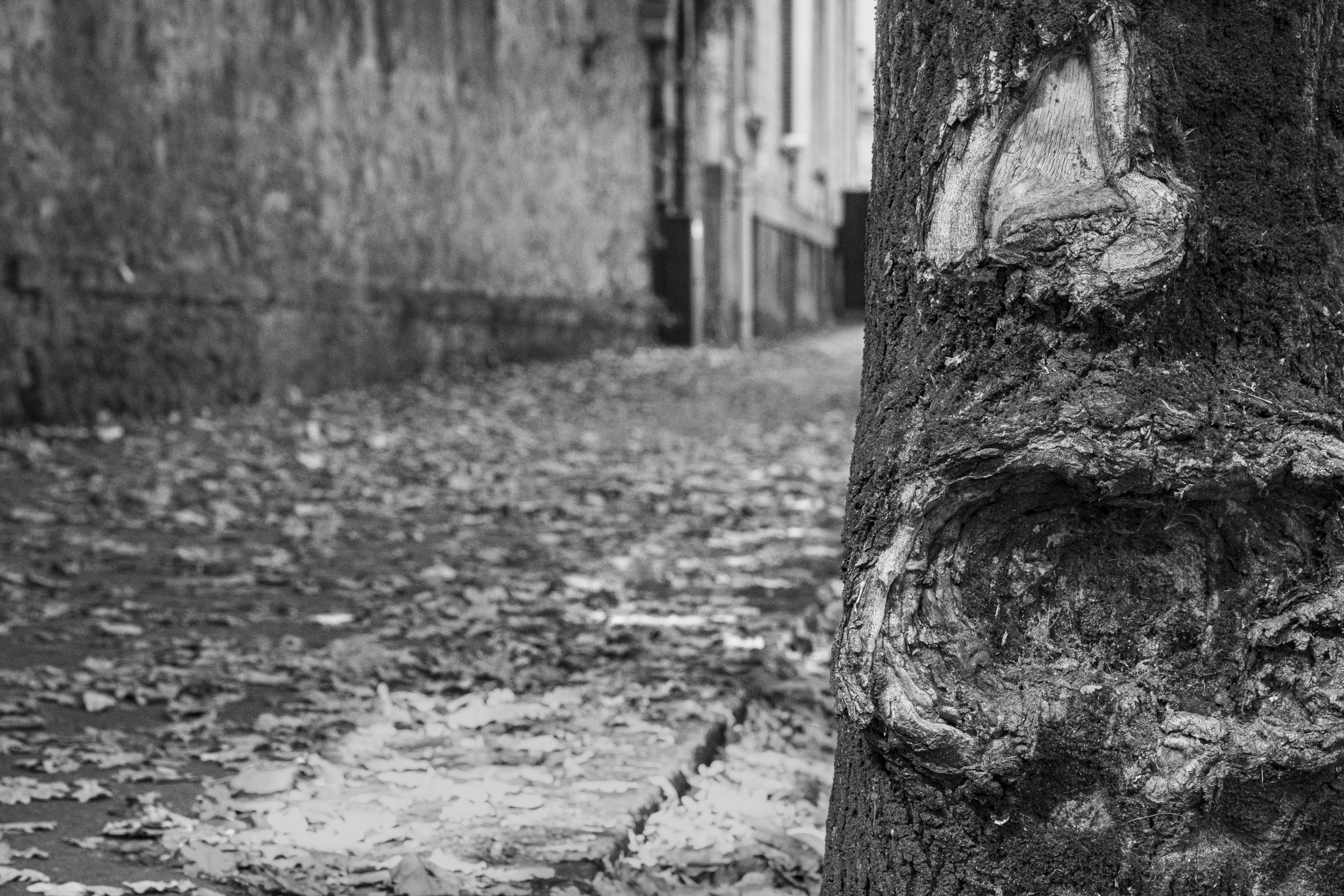 Un arbre poussant autour d'une barre métallique dans une rue de Nantes.