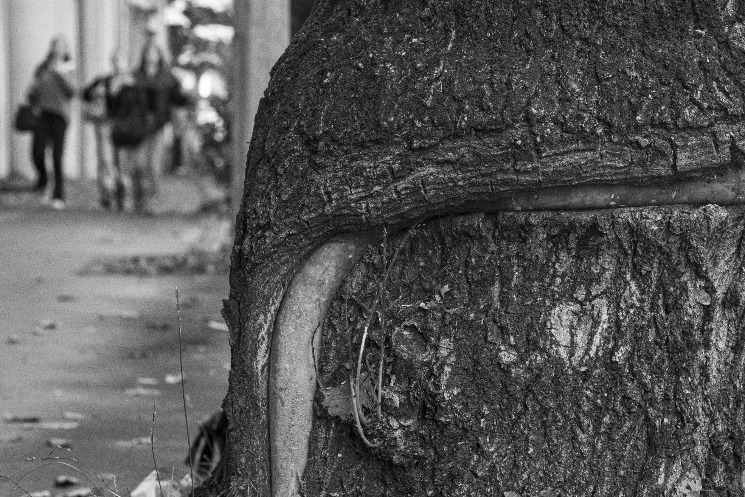 Un arbre poussant autour d'une barre métallique dans une rue de Nantes.