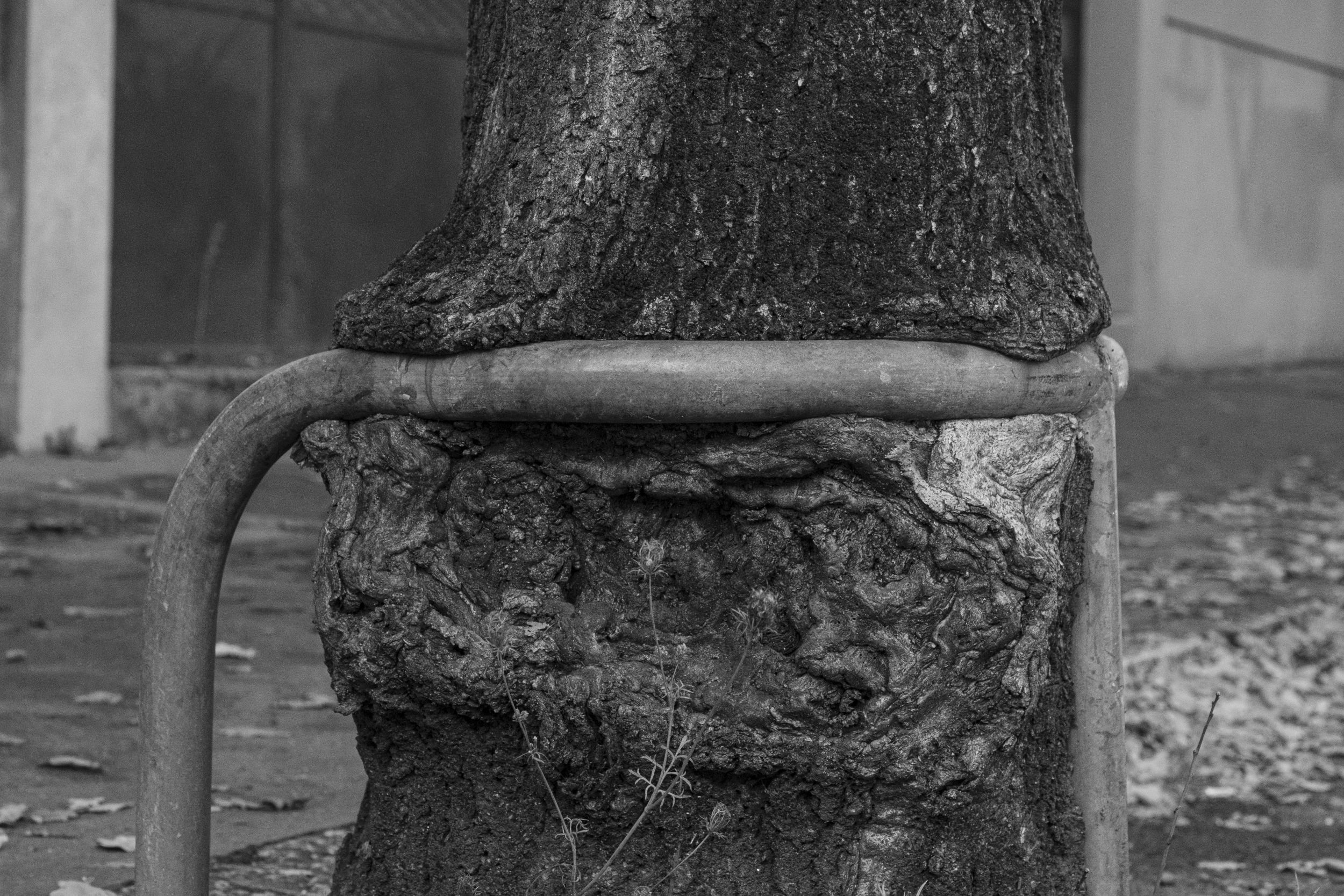 Un arbre poussant autour d'une barre métallique dans une rue de Nantes.