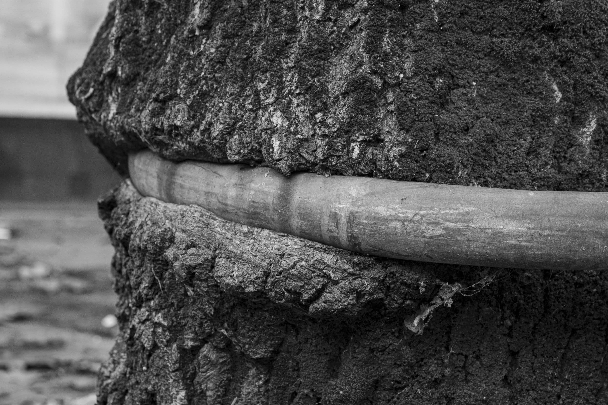 Un arbre poussant autour d'une barre métallique dans une rue de Nantes.