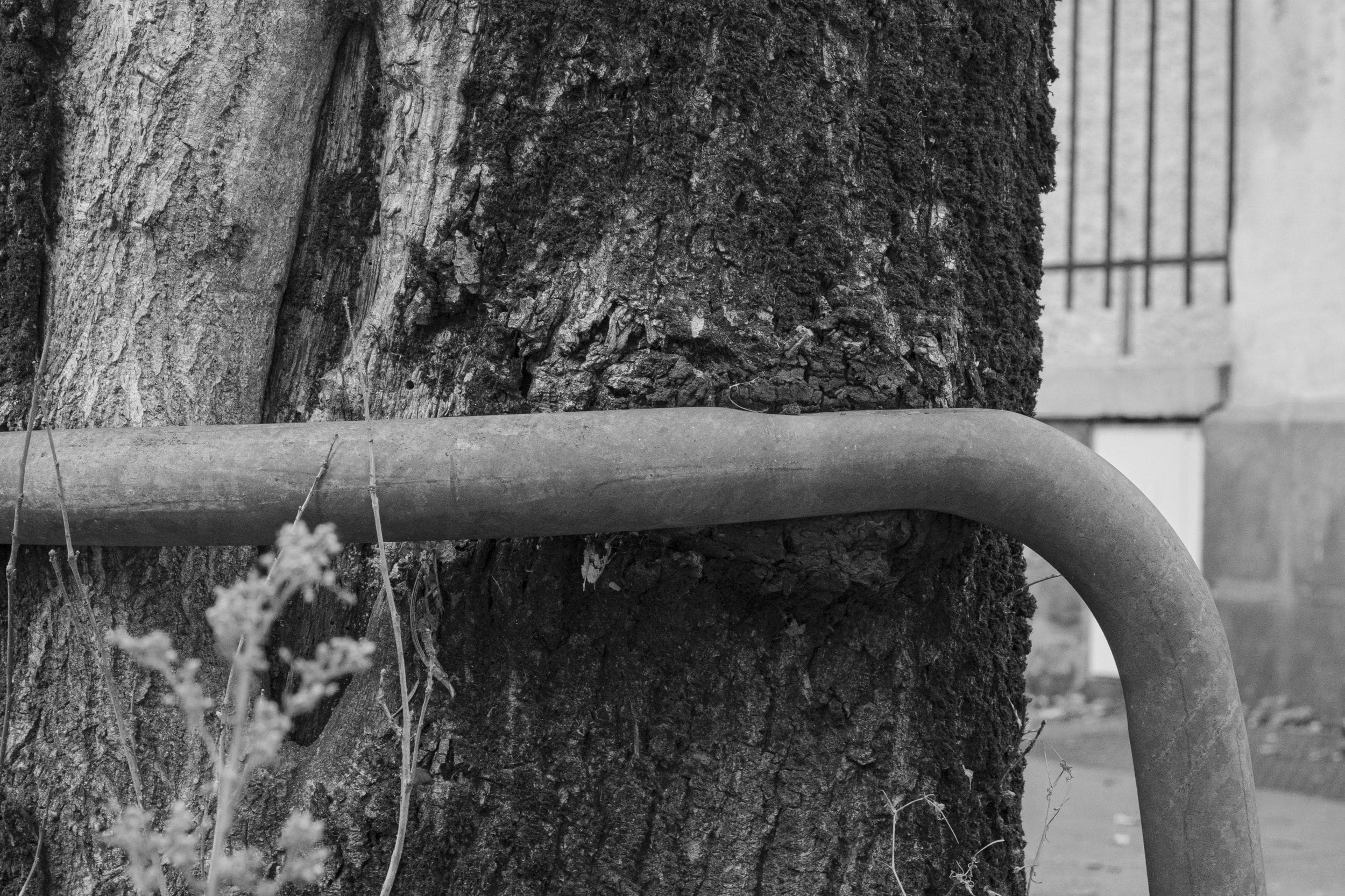 Un arbre poussant autour d'une barre métallique dans une rue de Nantes.