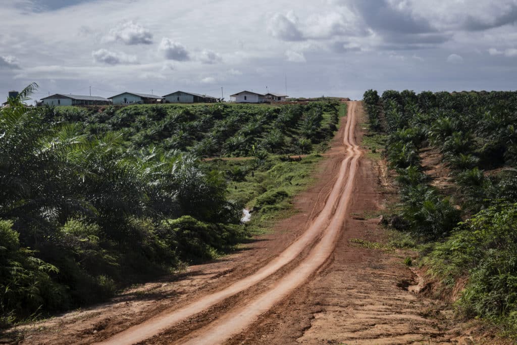 Plantation de palmiers à huile de Korindo dans le district de Jair, Boven Digul Regency, Papouasie.