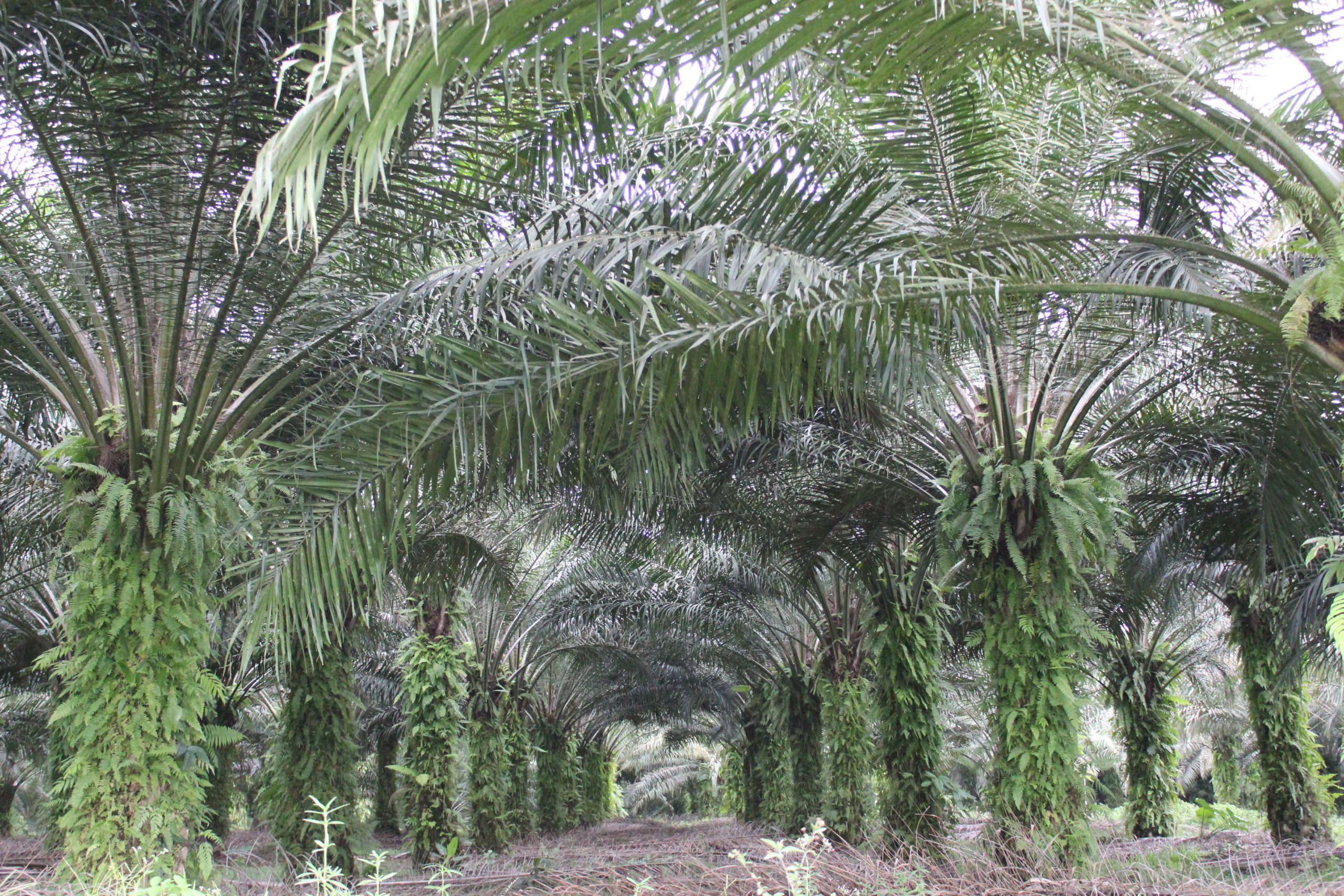 Plantation de palmiers à huile