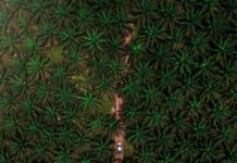 La plantation comme monde : l’ère des monocultures Palmiers à huile à Negeri Sembilan, Malaysia