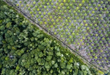 L’ère de la standardisation : conversation sur la Plantation