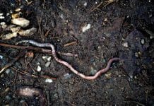 Un regard vers la terre