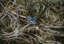 Pourquoi nous quittons X