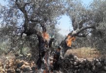 En Palestine, « l’huile qu’on attend un an, les soldats la jettent en un instant »