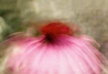 La biodiversité dans le viseur des droites françaises