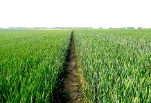 Haies, champs de blé et mégaprojet en Ile-de-France