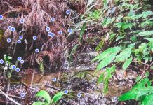 Zoner en territoire contaminé : dans les replis de Fukushima