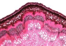 L’hypothèse Gaïa est-elle féministe ?