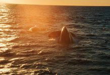 Comment écrire l’histoire environnementale aujourd’hui ?